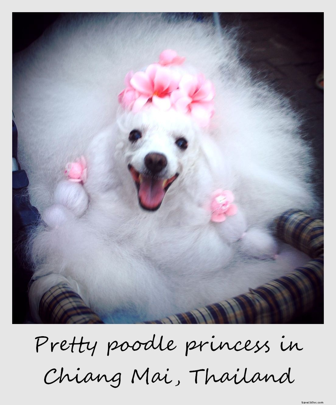 Polaroid de la semana:bonita princesa caniche en Chiang Mai, Tailandia