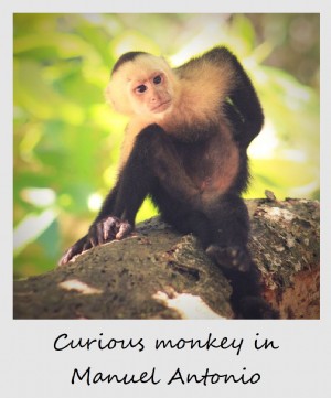 Polaroid de la semana:mono araña en Manuel Antonio, Costa Rica