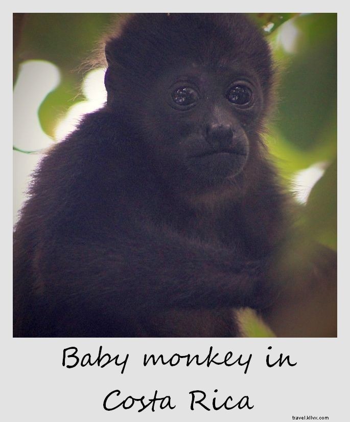 Polaroid minggu ini:Bayi monyet di Kosta Rika