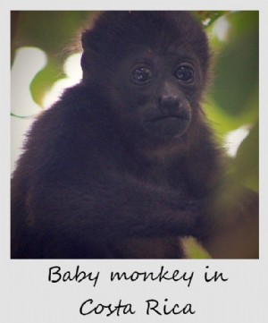 Polaroid de la semaine :Bébé singe au Costa Rica