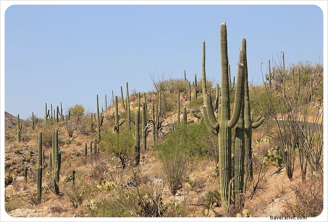 Ensayo fotográfico:Saguaros del sur de Arizona