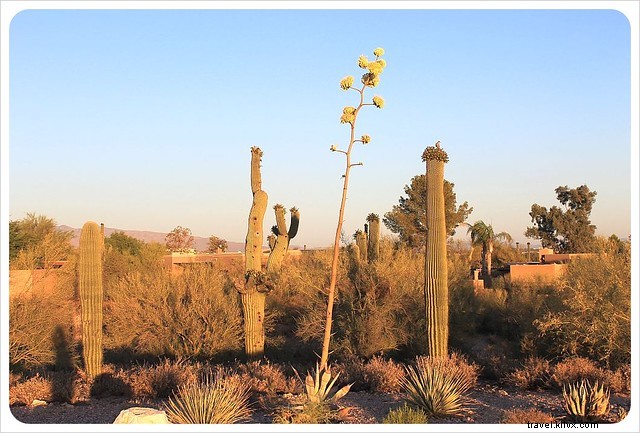 Esai foto:Saguaros dari Arizona Selatan