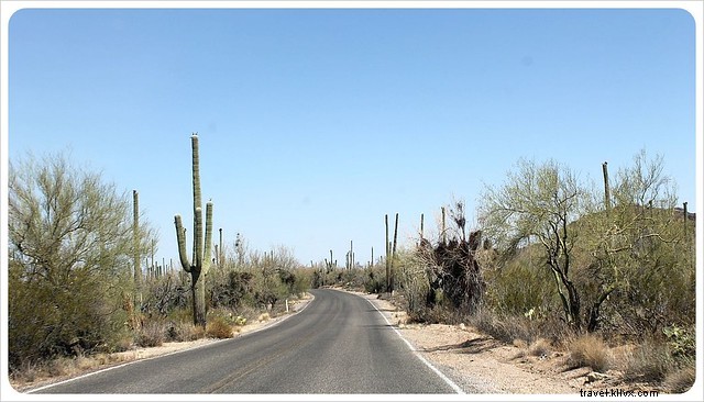 Essai photo :Saguaros du sud de l Arizona