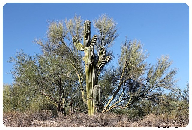 Saggio fotografico:Saguaros dell Arizona meridionale