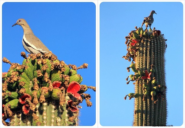 Saggio fotografico:Saguaros dell Arizona meridionale