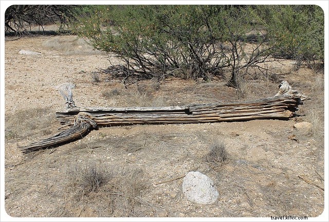 Essai photo :Saguaros du sud de l Arizona