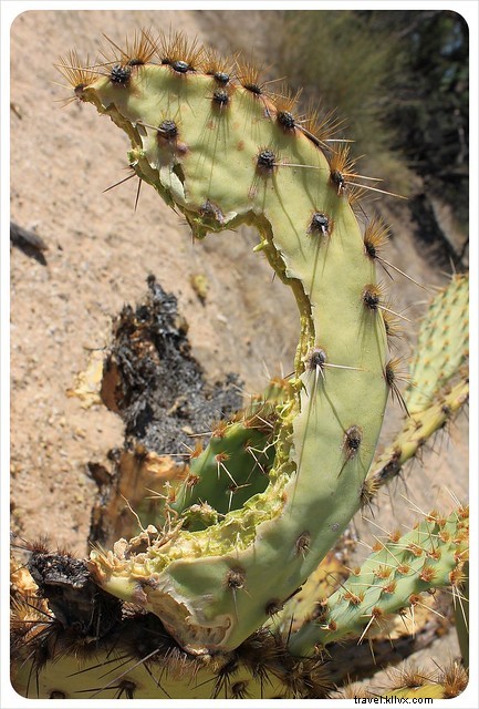 Ensayo fotográfico:Saguaros del sur de Arizona