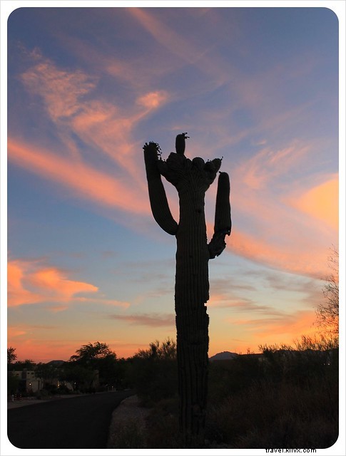 Esai foto:Saguaros dari Arizona Selatan