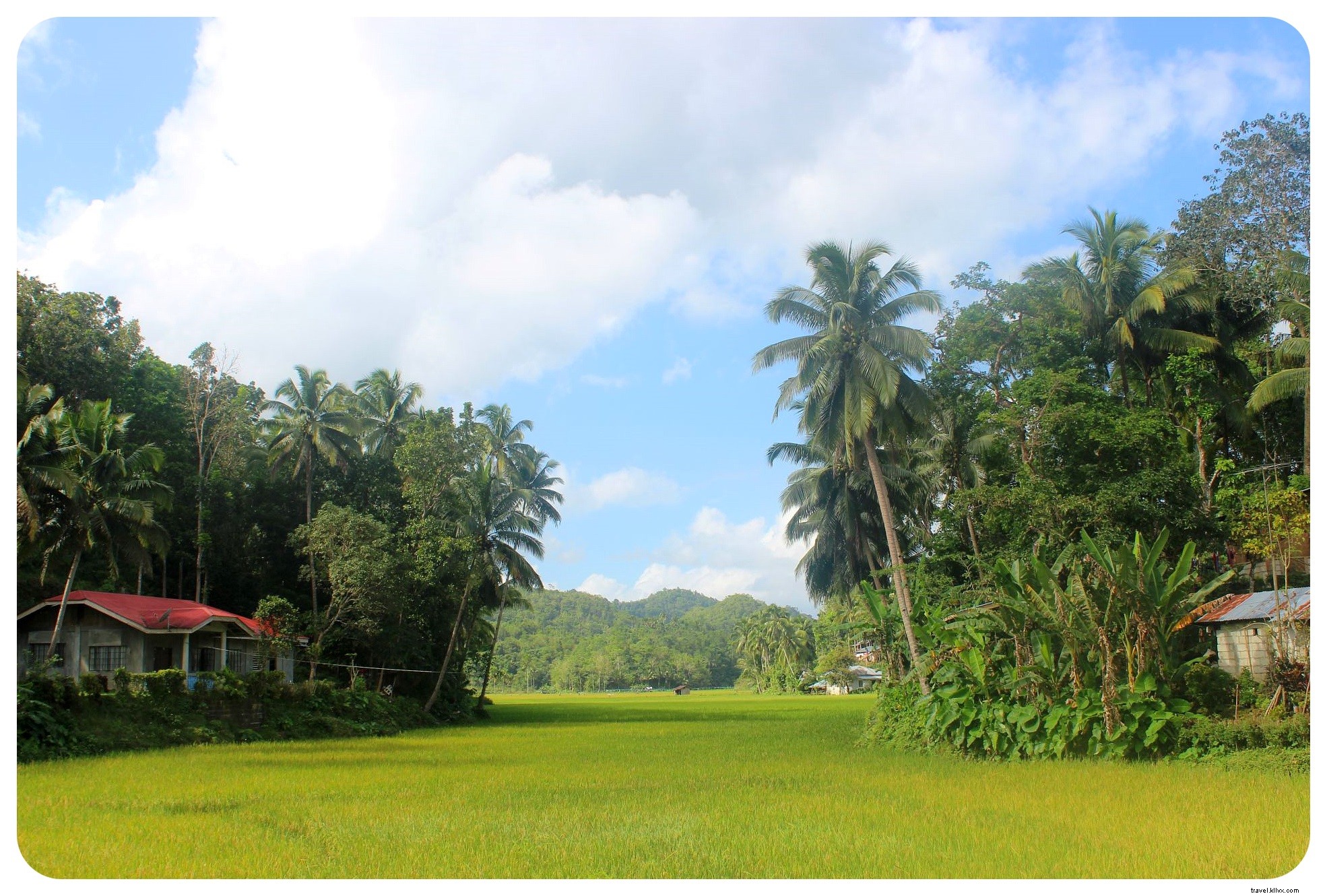 Tarsius dan bukit cokelat di Bohol | Orang Filipina