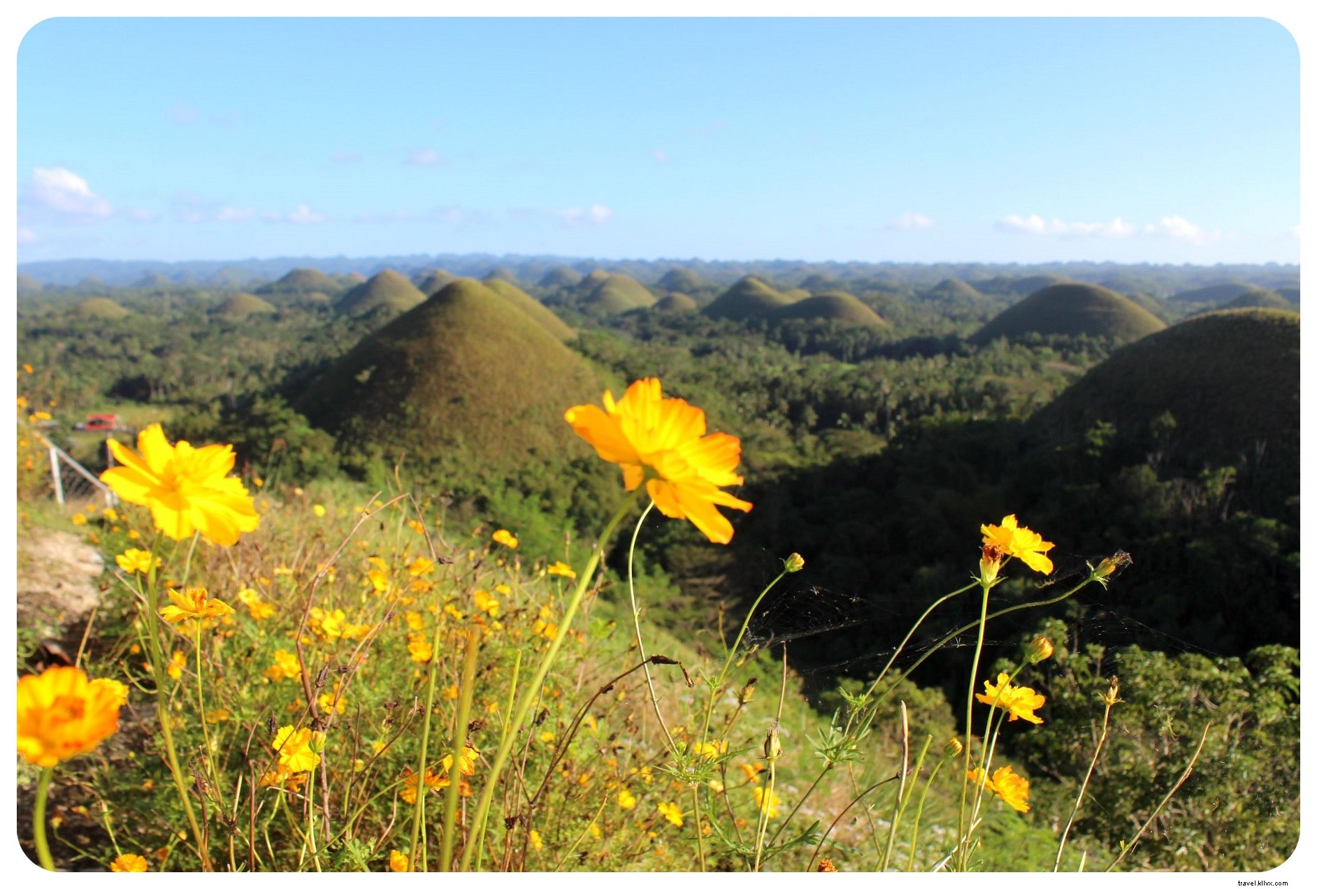 ボホール島のメガネザルとチョコレートの丘|フィリピン