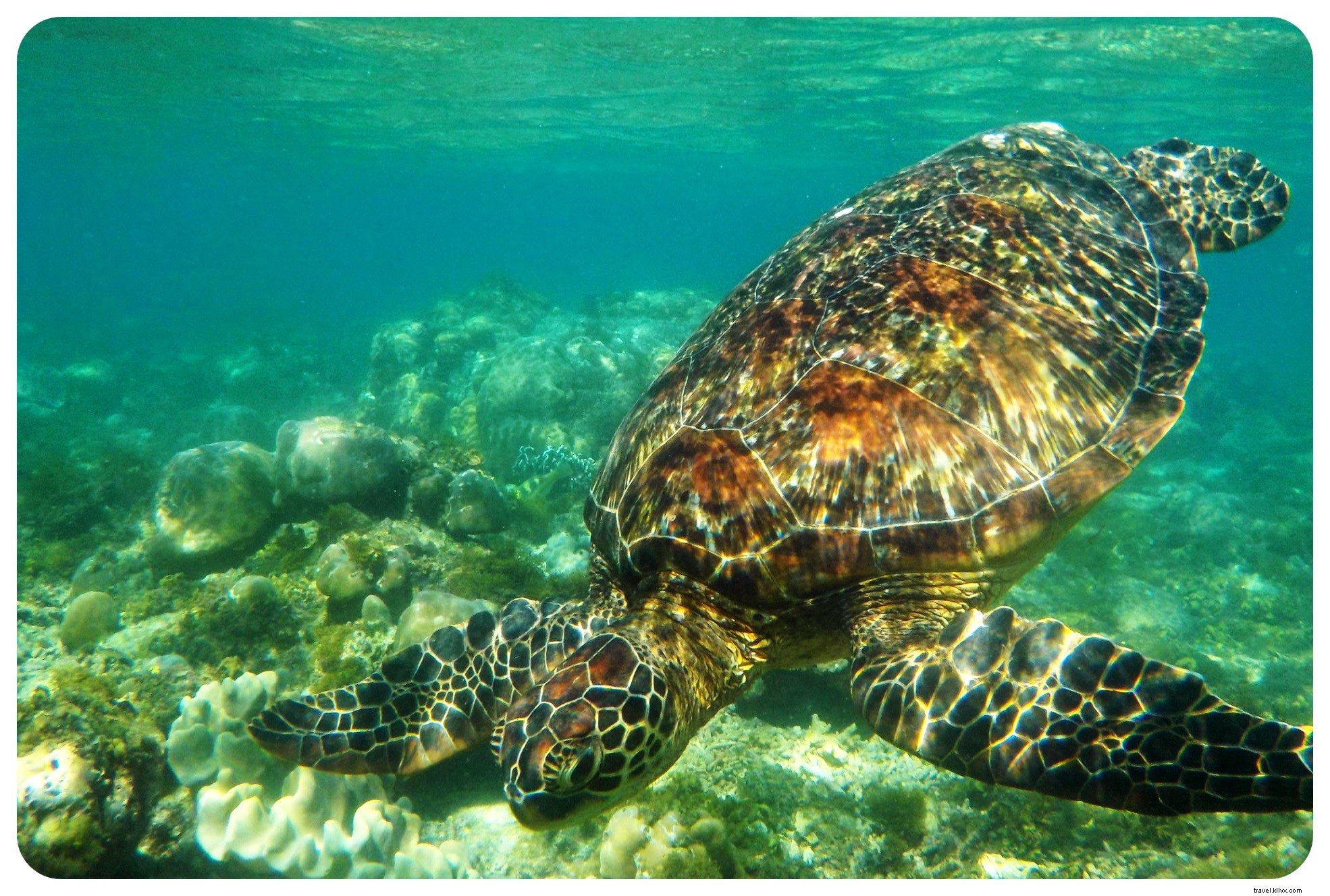 アポ島でウミガメと一緒に泳ぐ