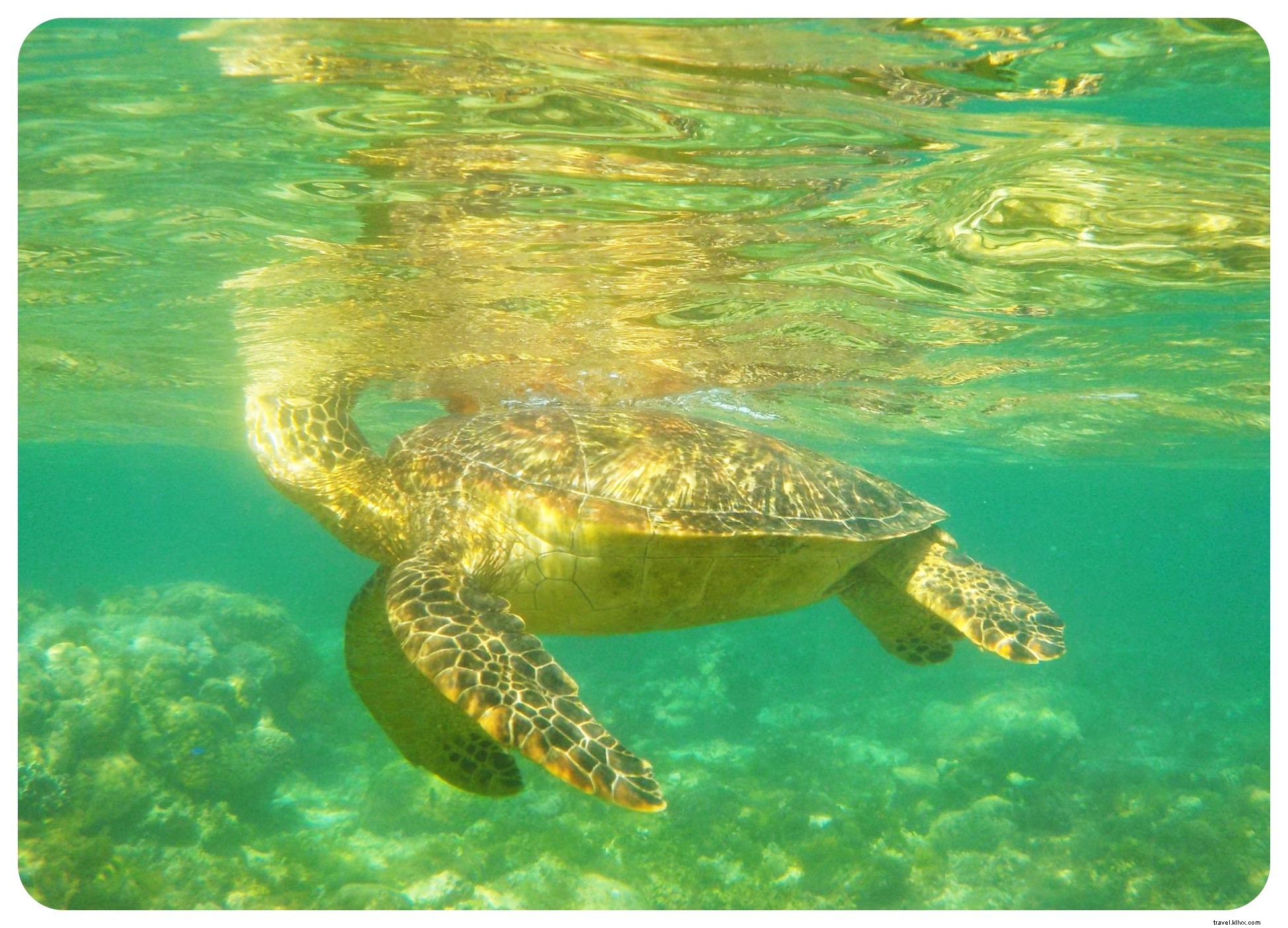 Nuotare con le tartarughe marine nell isola di Apo