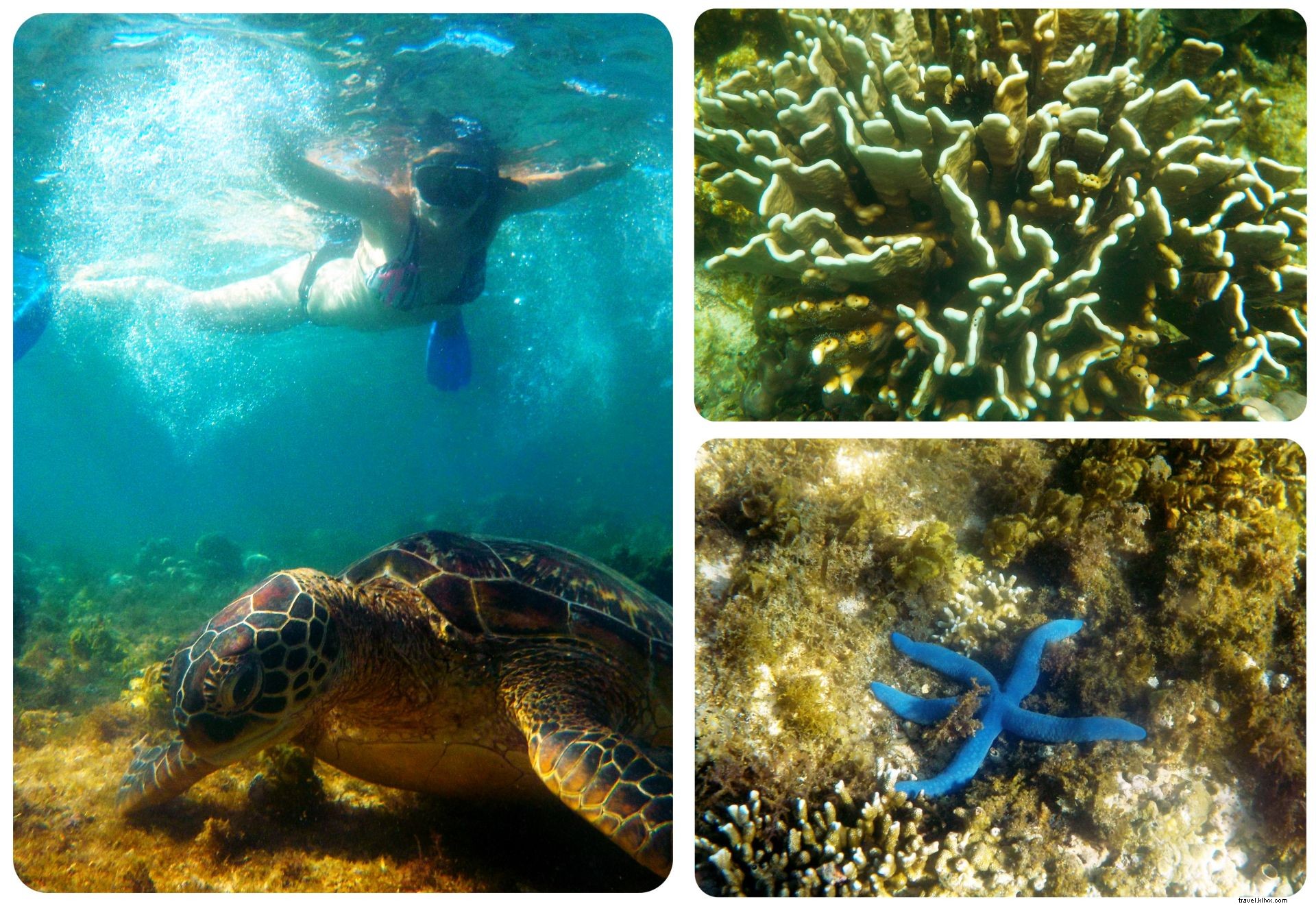 Nager avec les tortues de mer sur l île d Apo