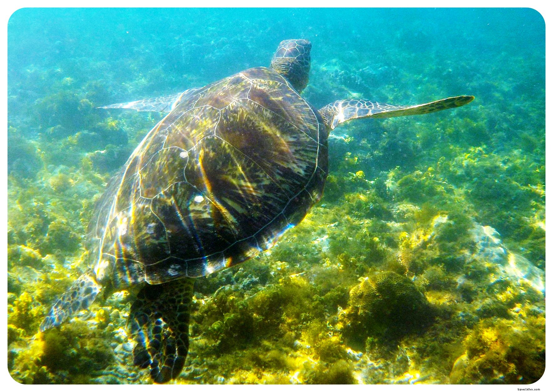 Nadando com tartarugas marinhas na Ilha Apo
