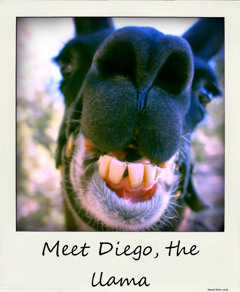 Polaroid da semana:Conheça Diego, a lhama