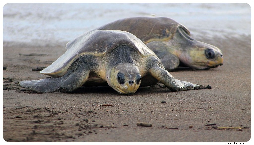 La marcia da un milione di tartarughe:un arribada in Costa Rica