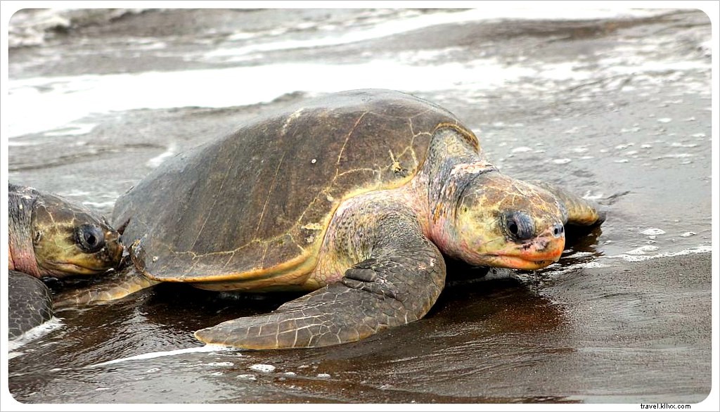 La marcia da un milione di tartarughe:un arribada in Costa Rica