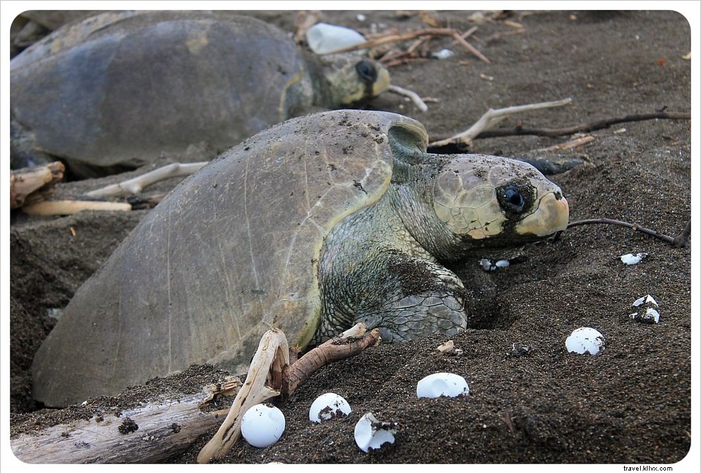 Satu juta kura-kura berbaris:Sebuah arribada di Kosta Rika