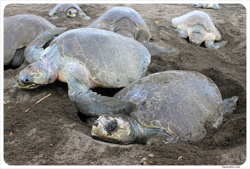 La marcha del millón de tortugas:una arribada en Costa Rica