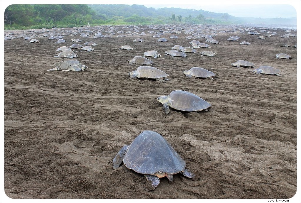 La marcha del millón de tortugas:una arribada en Costa Rica