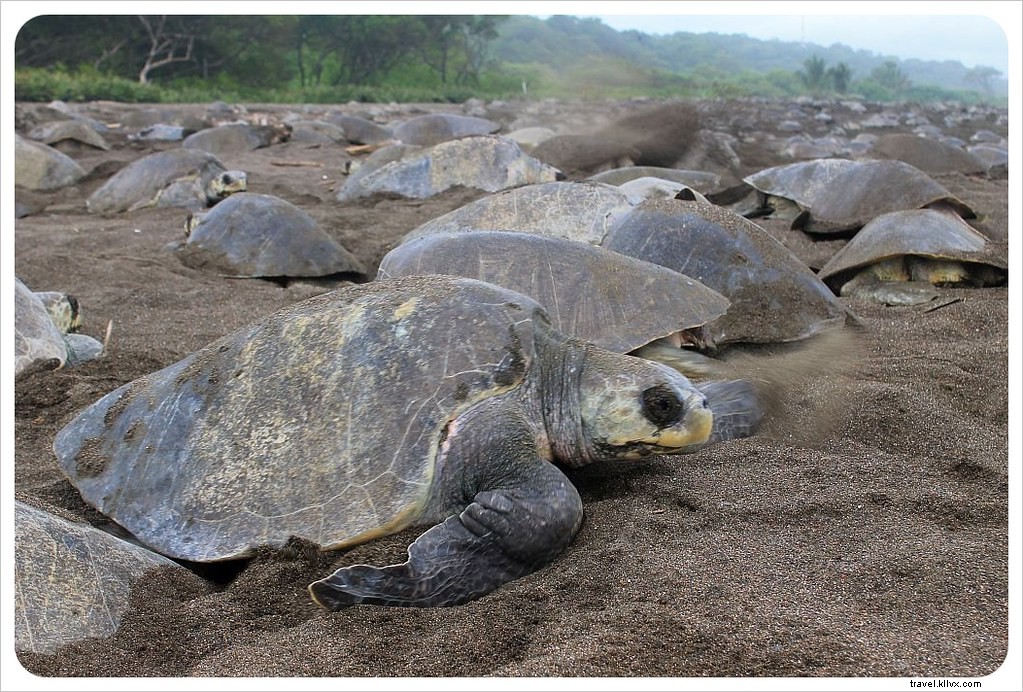 A marcha de um milhão de tartarugas:uma arribada na Costa Rica