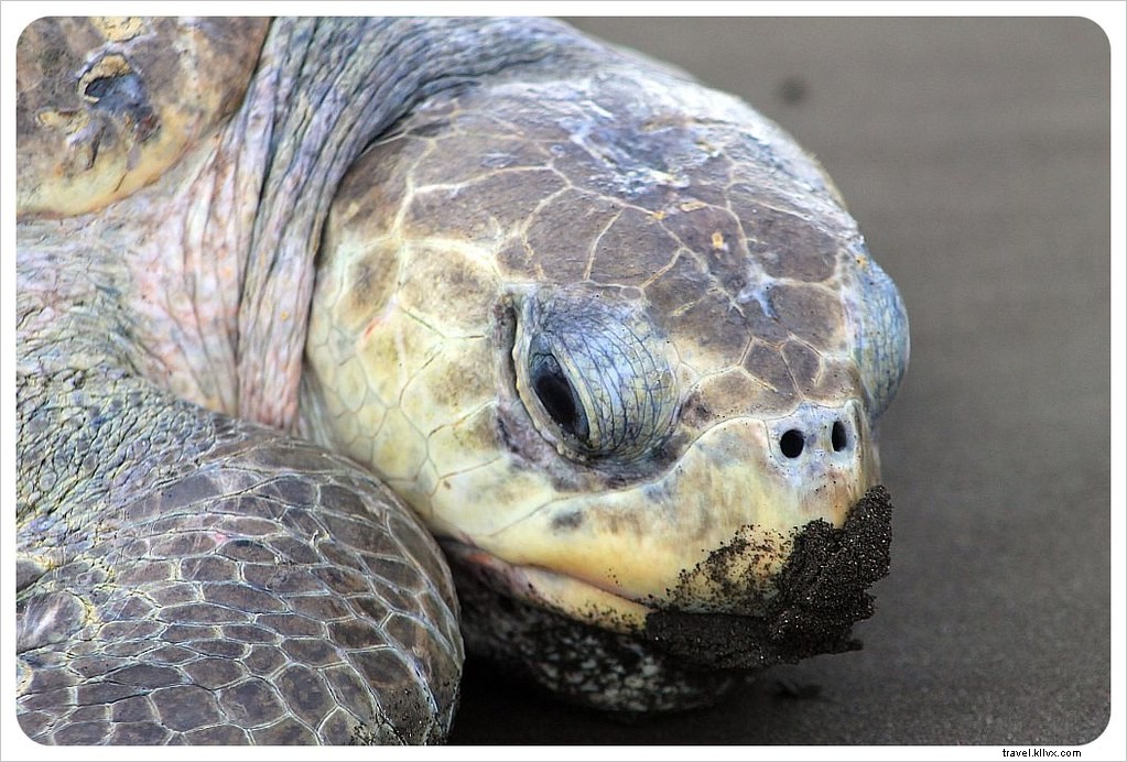 La marche du million de tortues :une arribada au Costa Rica