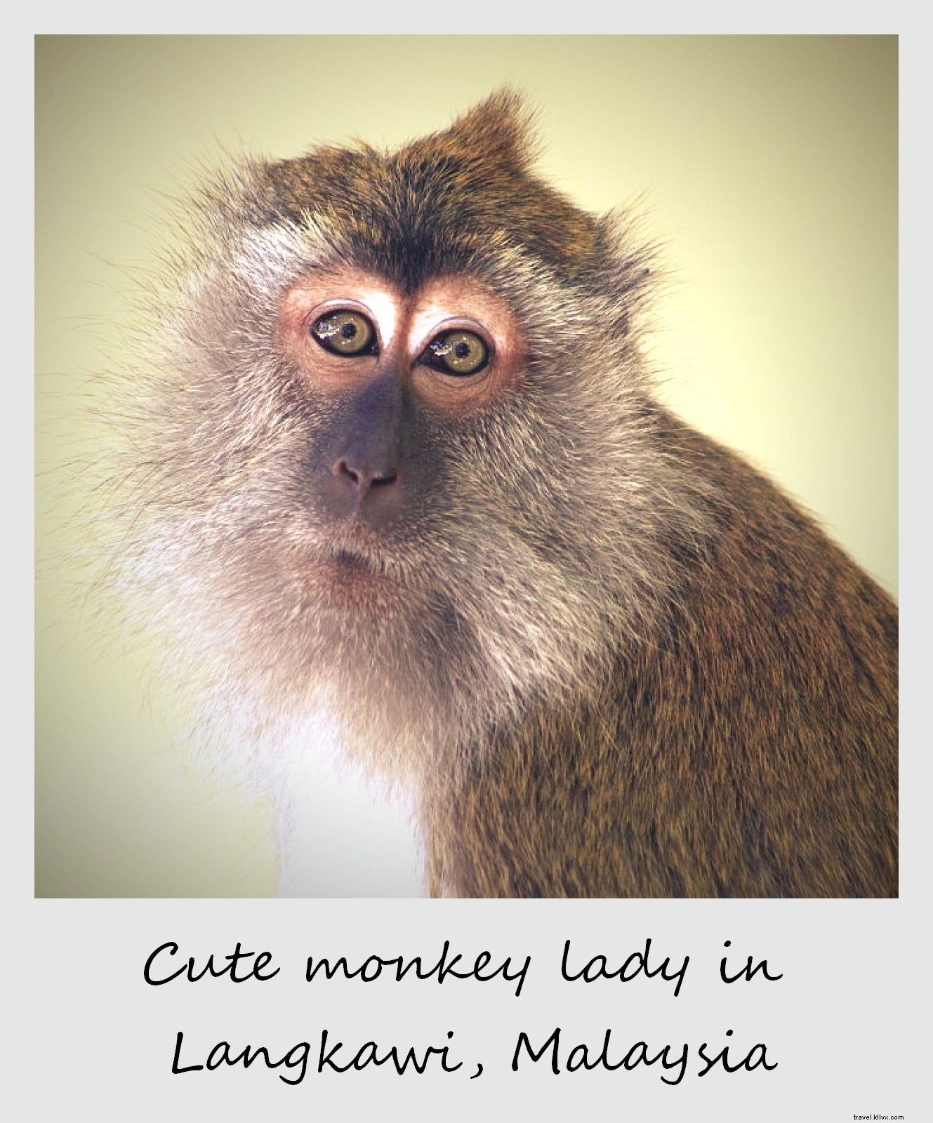 今週のポラロイド：ランカウイのかわいい猿の女性、 マレーシア