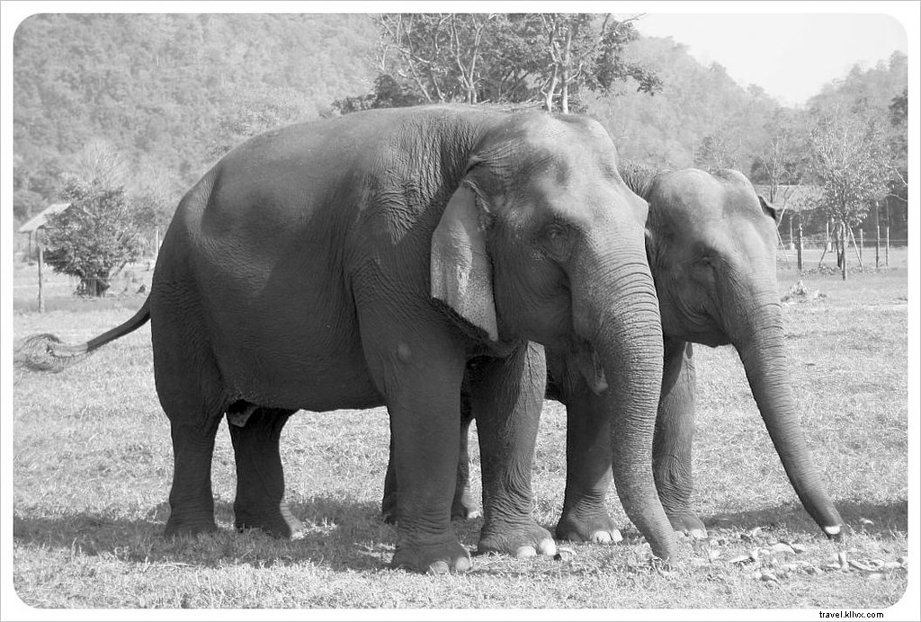 Bantu bangkitkan semangat yang patah di Elephant Nature Park di Chiang Mai