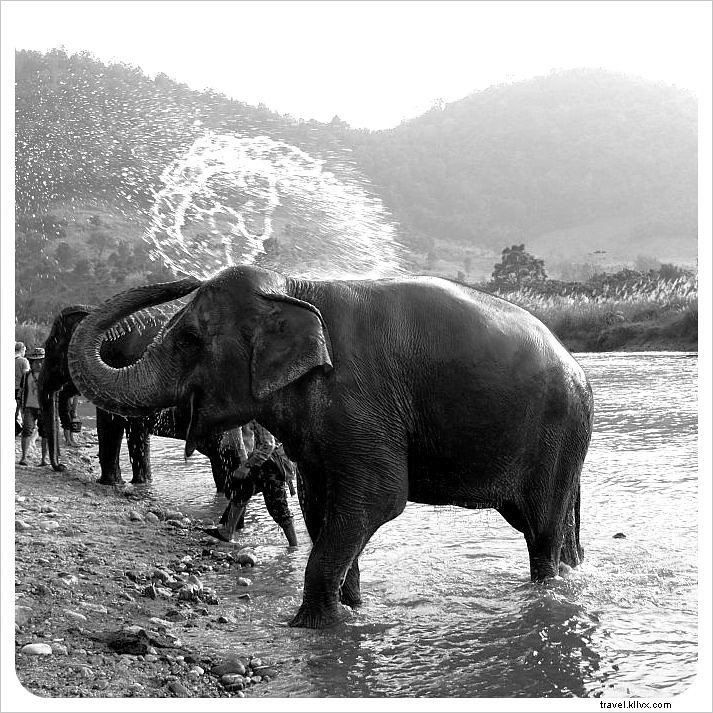 Ayude a levantar un espíritu quebrantado en el Parque Natural de Elefantes en Chiang Mai