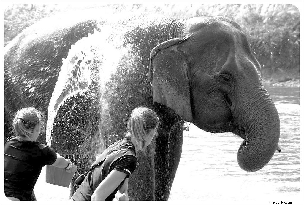 Ajude a levantar um espírito quebrantado no Parque Natural do Elefante em Chiang Mai
