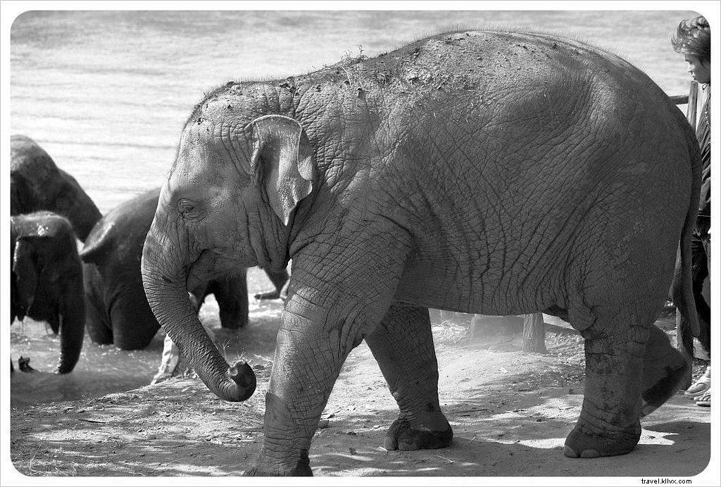 Aidez à soulager un esprit brisé au parc naturel des éléphants à Chiang Mai