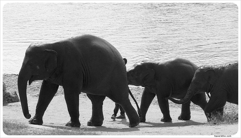Aidez à soulager un esprit brisé au parc naturel des éléphants à Chiang Mai