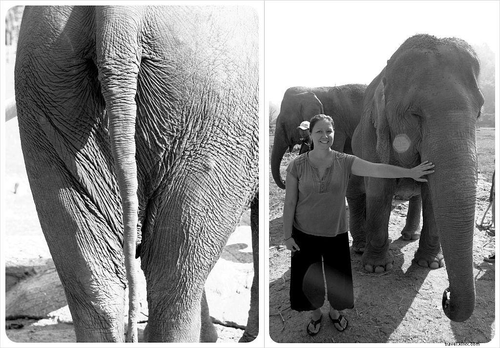 Ajude a levantar um espírito quebrantado no Parque Natural do Elefante em Chiang Mai