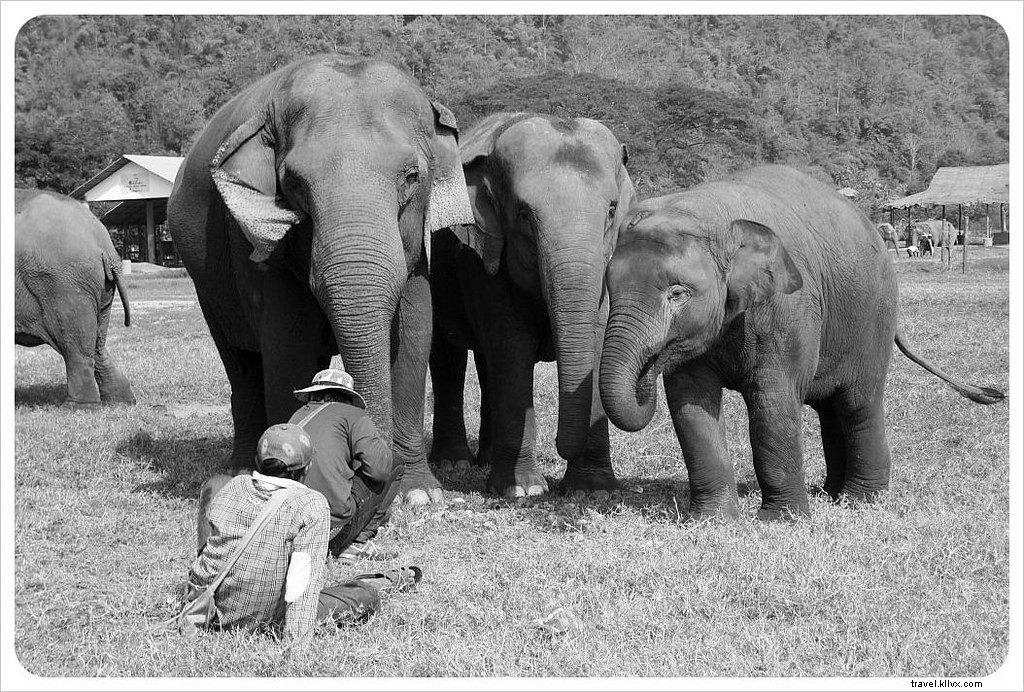 Ayude a levantar un espíritu quebrantado en el Parque Natural de Elefantes en Chiang Mai