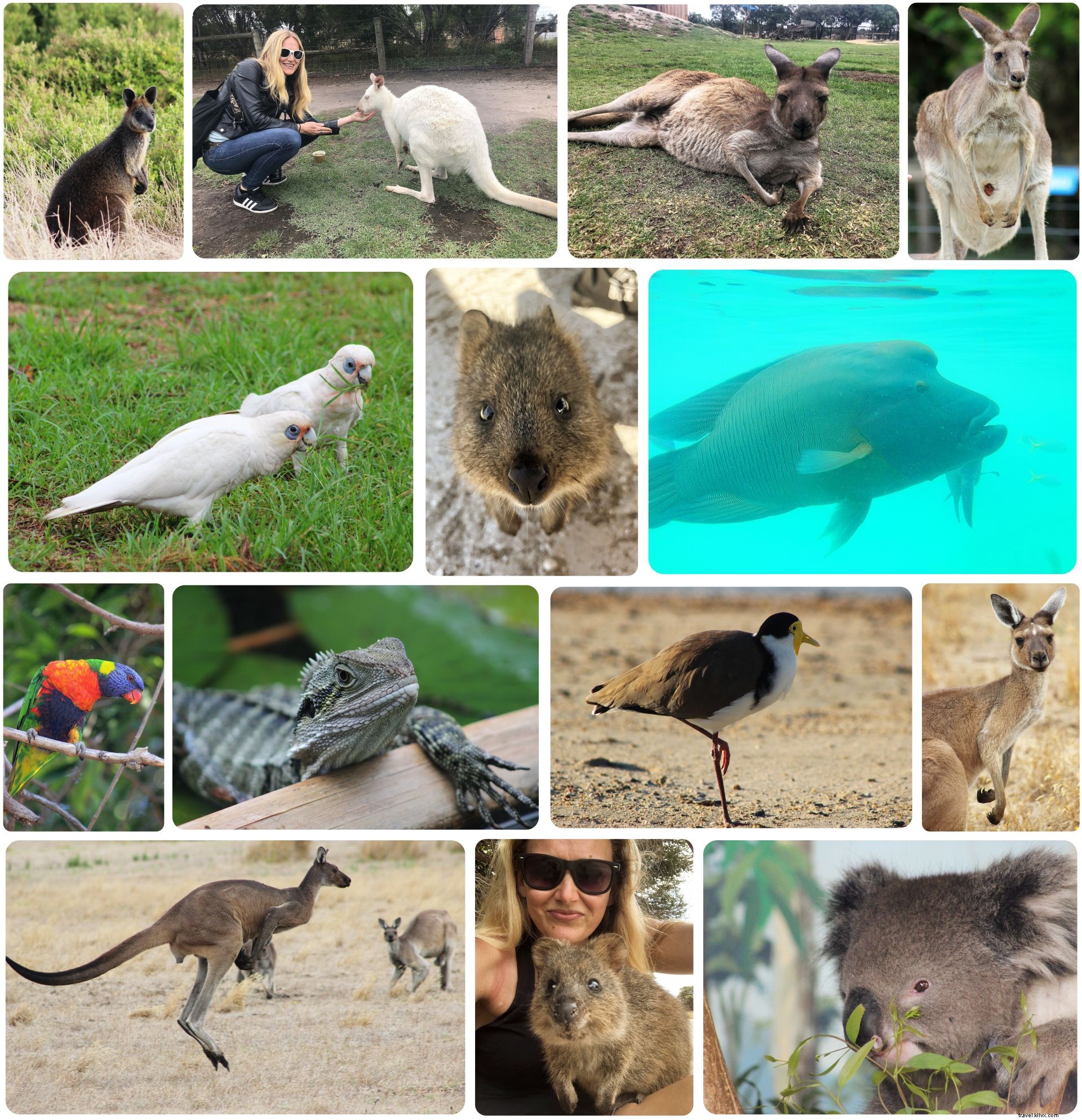 Mis seis puntos destacados de viajes a Australia