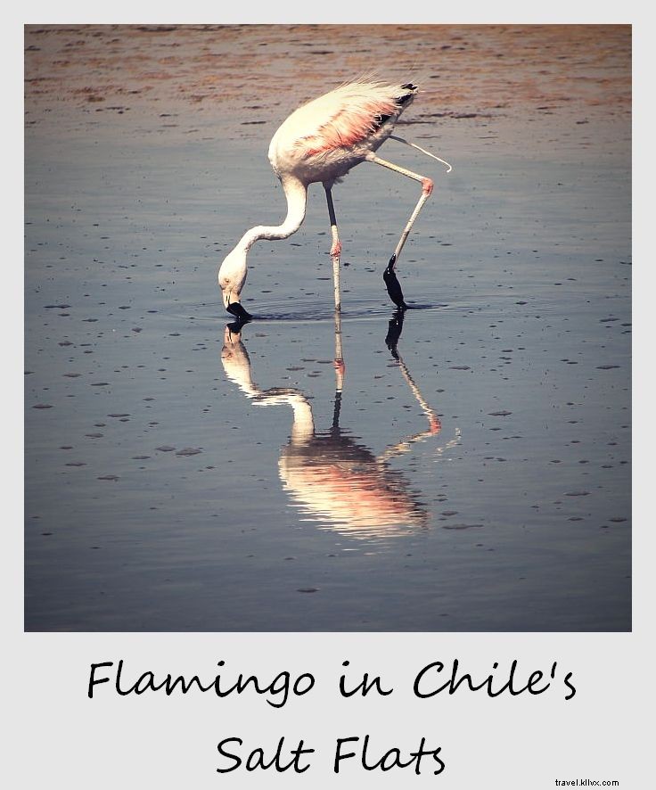 Polaroid de la semaine :Flamingo dans les marais salants du Chili