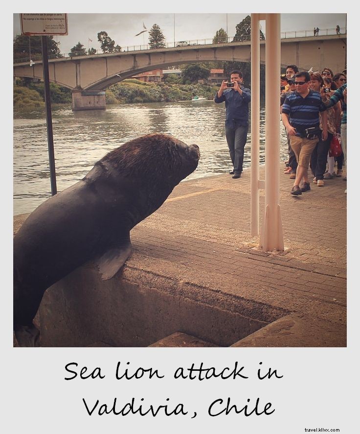 Polaroid da semana:ataque de leão-marinho em Valdivia, Chile
