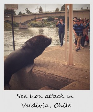 Polaroid della settimana:Attacco di leoni marini in Valdivia, Chile