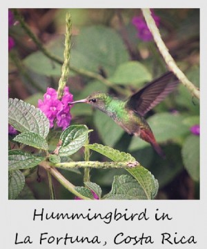 Polaroid minggu ini:Burung kolibri di La Fortuna, Kosta Rika