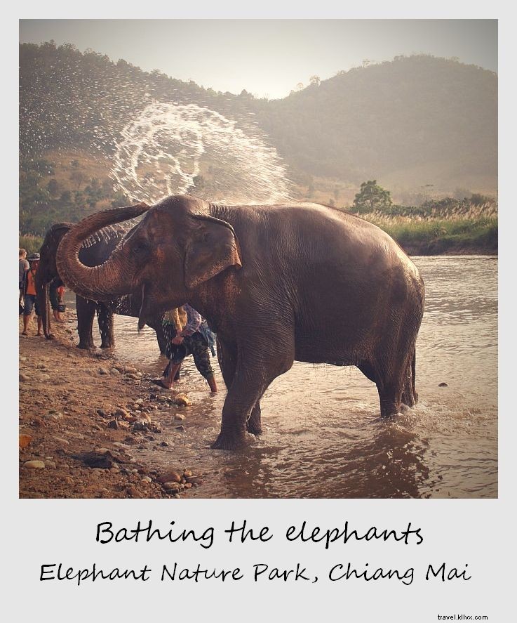 今週のポラロイド：チェンマイ県の象のシャワー、 タイ