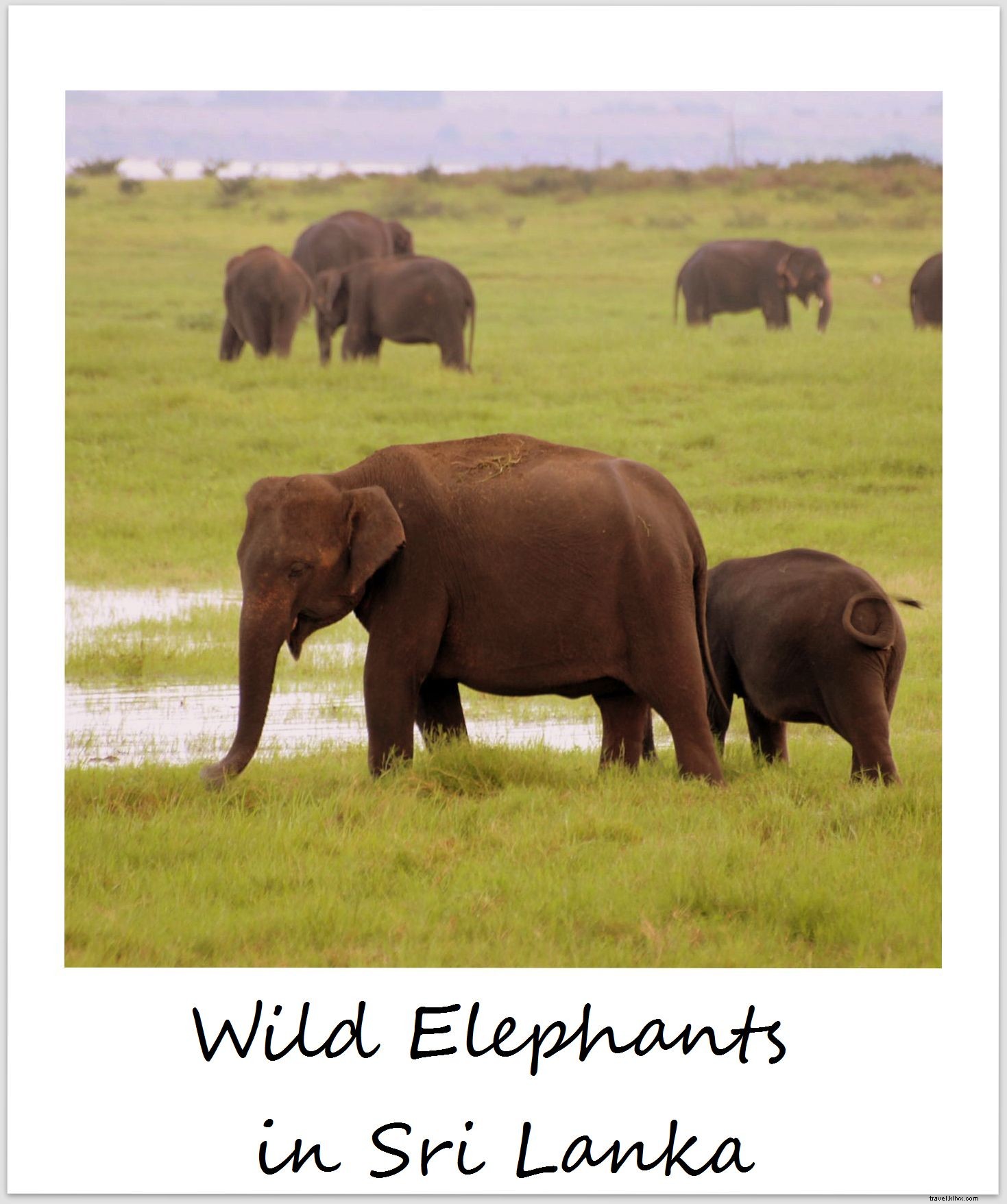 Polaroid de la semaine :Éléphants au Sri Lanka