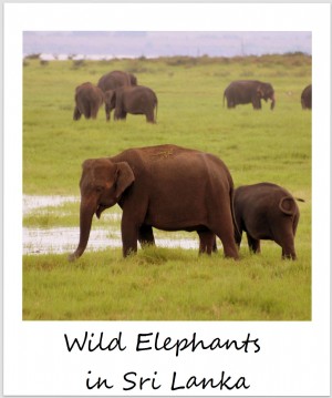 Polaroid de la semaine :Éléphants au Sri Lanka
