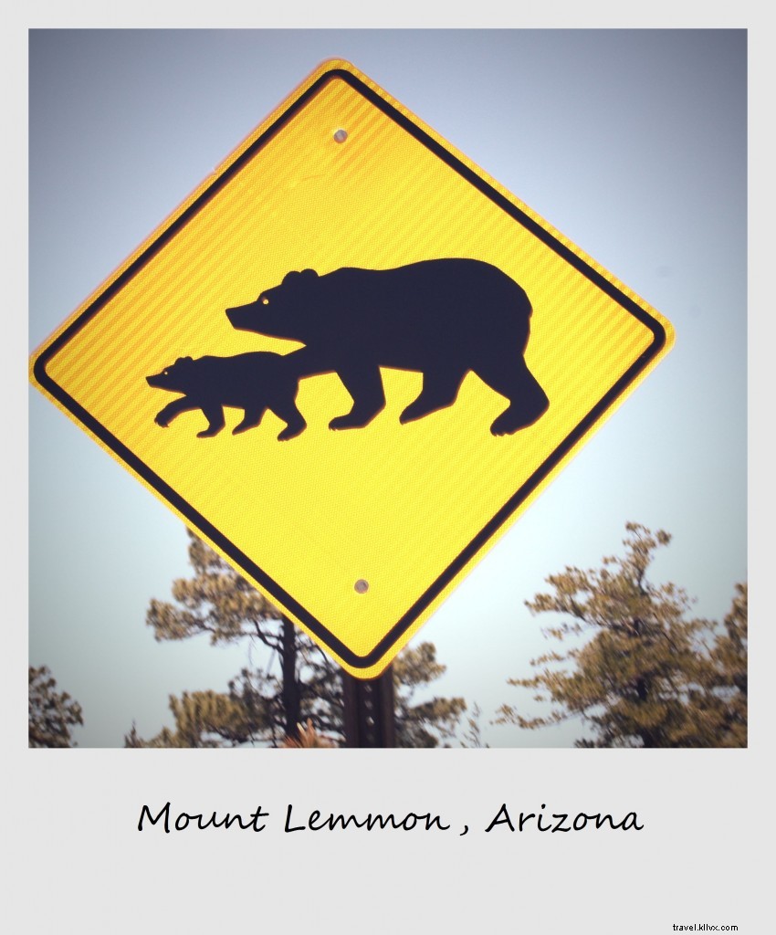 Polaroid della settimana - Monte Lemmon, Arizona