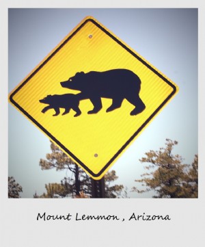 Polaroid della settimana - Monte Lemmon, Arizona