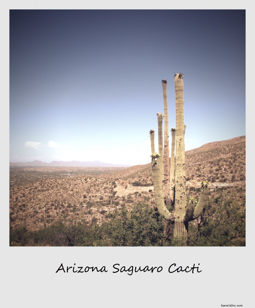 Polaroid de la semana - Saguaro Cacti