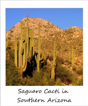 Polaroid minggu ini:Musim semi di Arizona Selatan