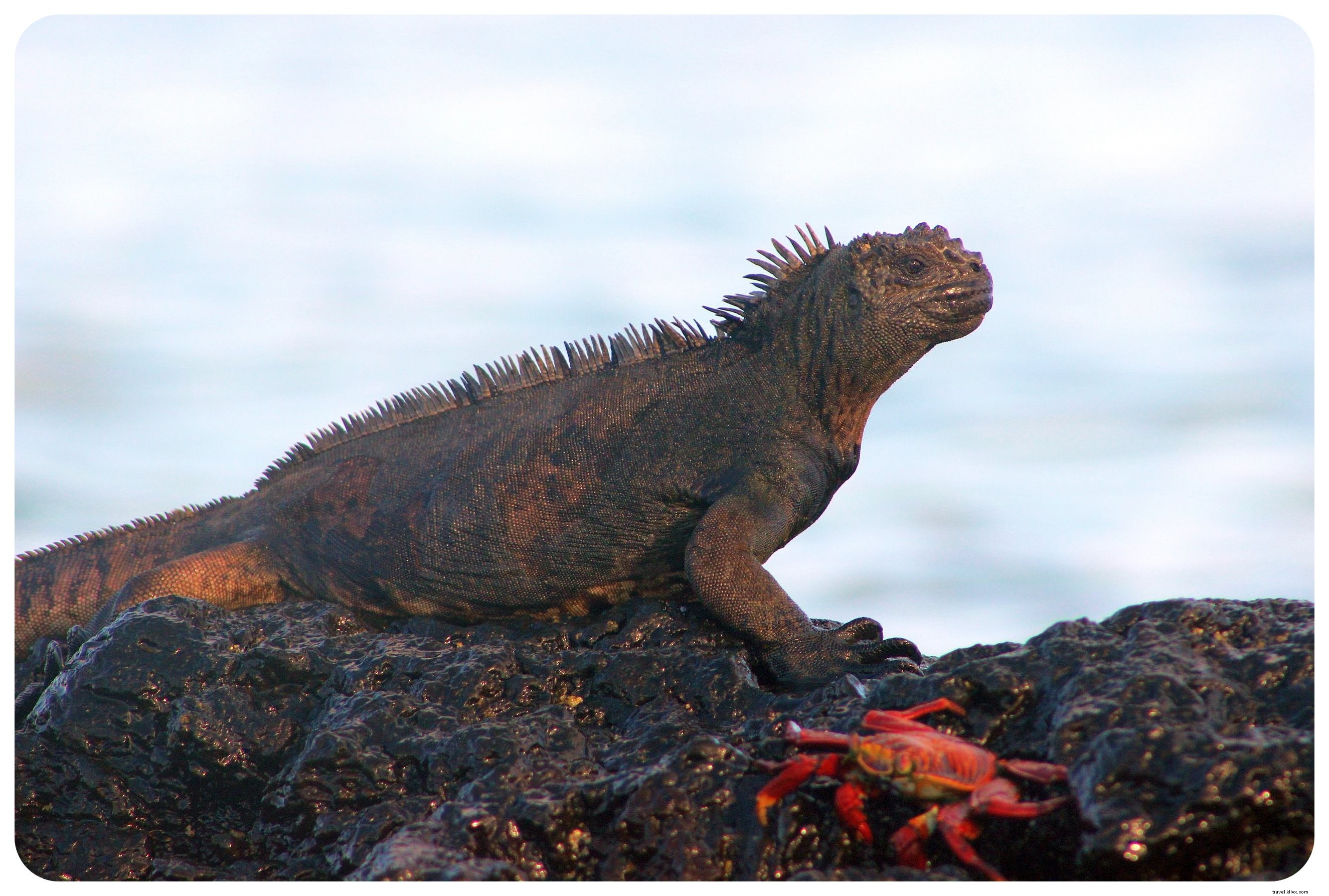 Ma croisière aux îles Galapagos :un rêve de voyage devenu réalité