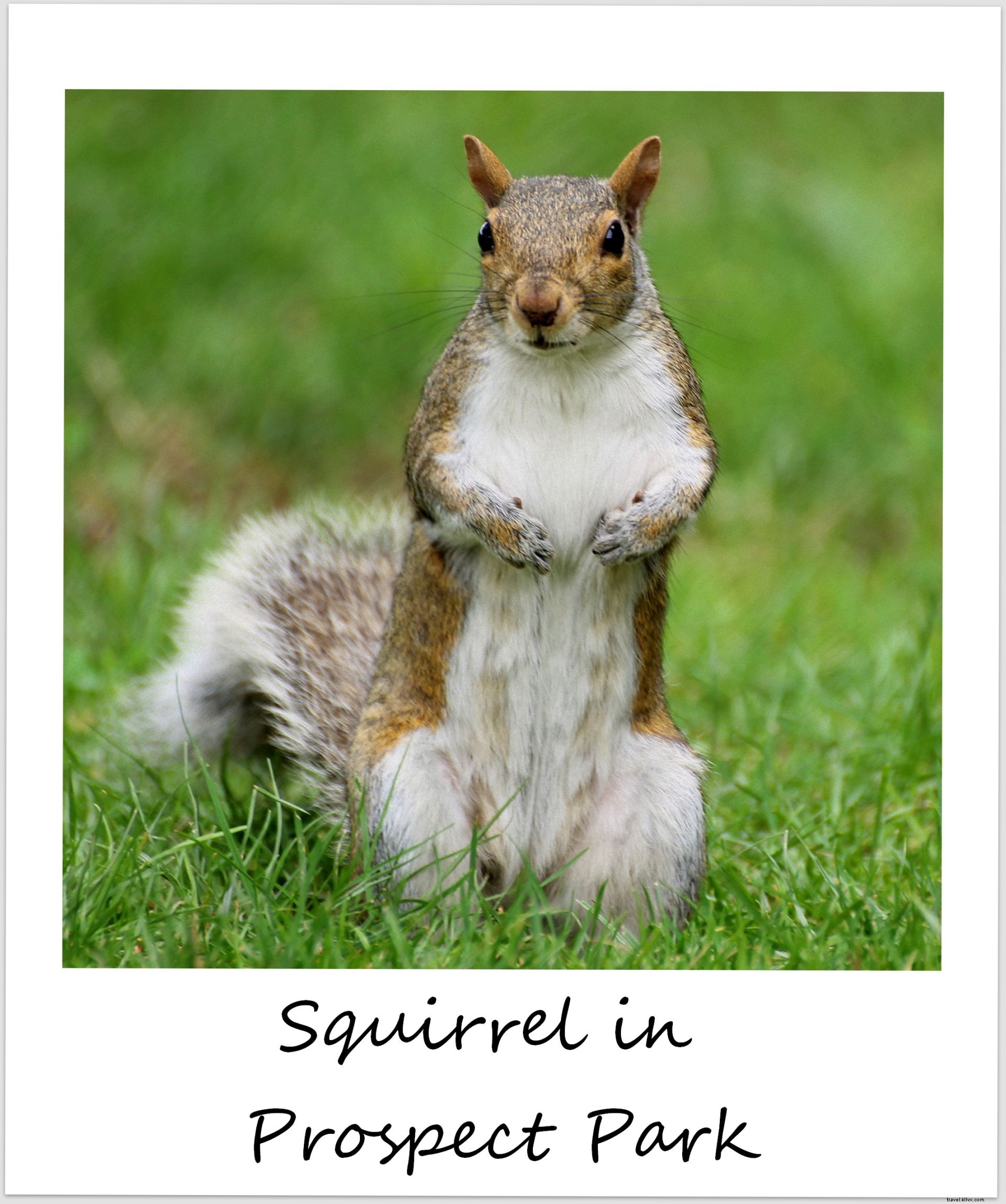 Polaroid da semana:alarme de esquilo em Prospect Park, Brooklyn