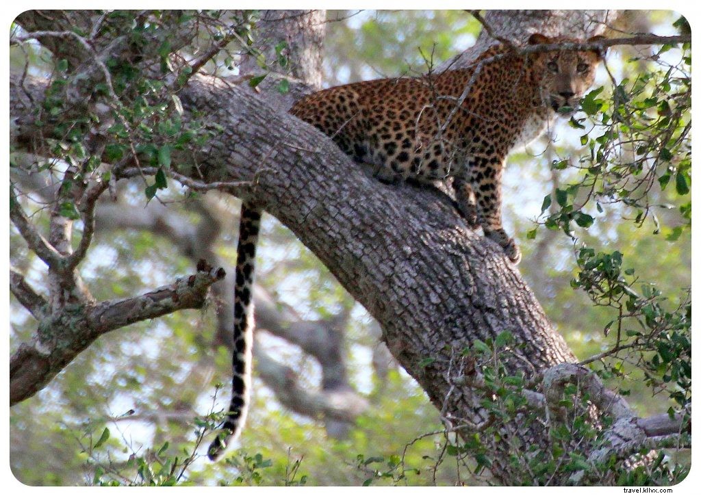 Buscando al escurridizo leopardo en Sri Lanka