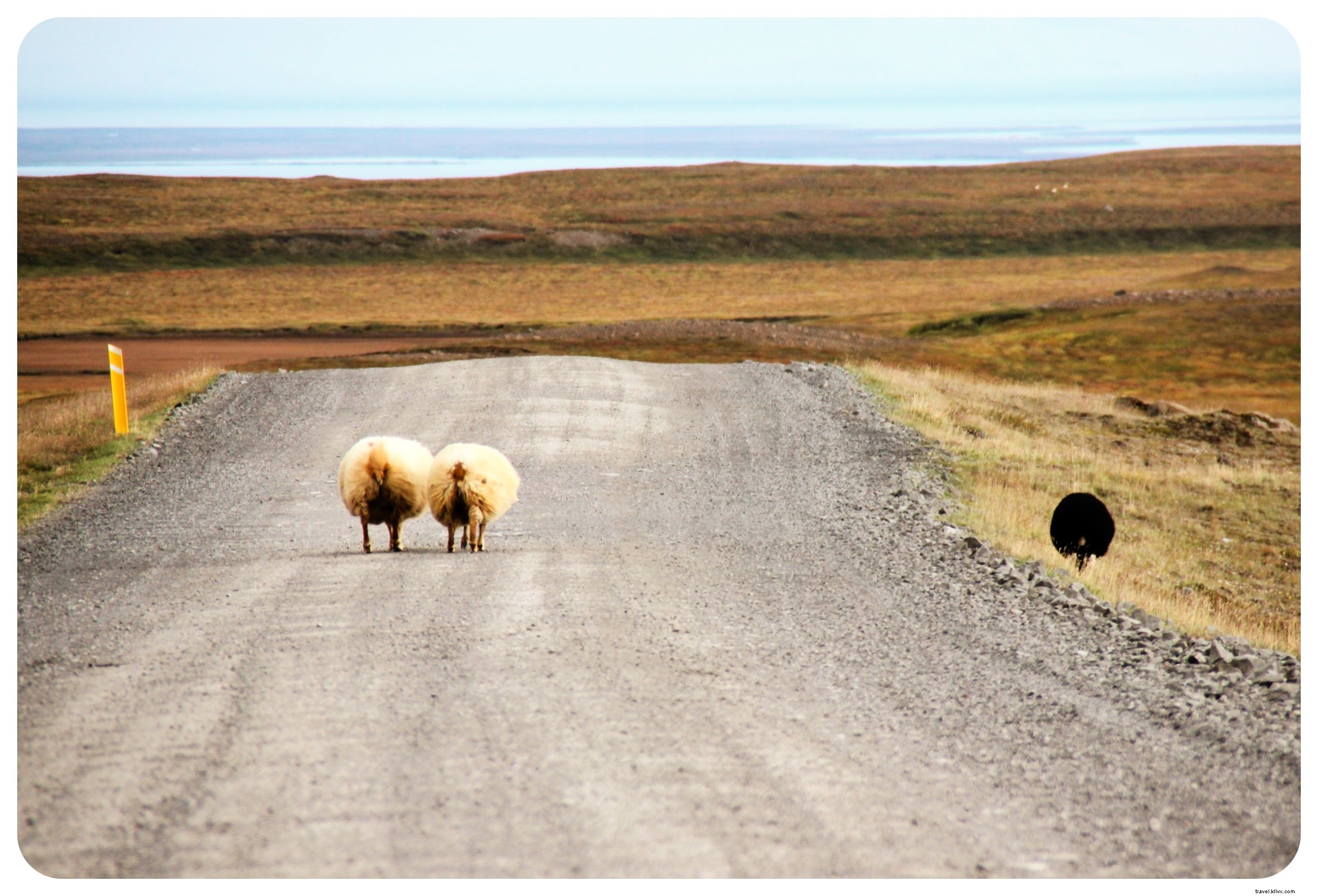 Três razões pelas quais uma viagem rodoviária é a melhor maneira de ver a Islândia